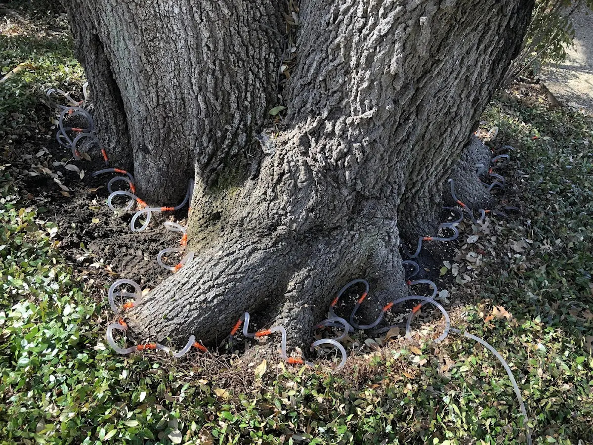 Detailed Tree Cabling and Bracing job site in Mehama