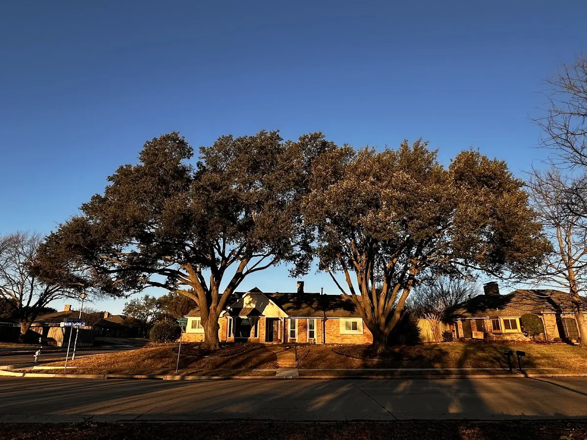 Established residential canopy tree shading a home in Mehama